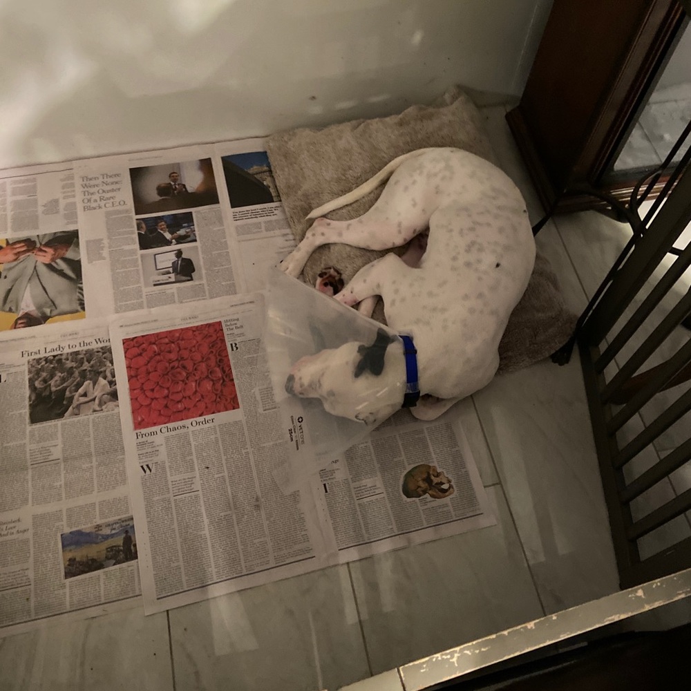 Please share and read!!! This is Luna my pitbull